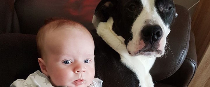 Kunnen hond en baby samenleven?  | KindjeKlein